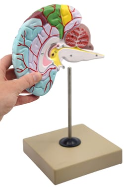 Eisco&trade;&nbsp;Functioning of the Human Brain Model