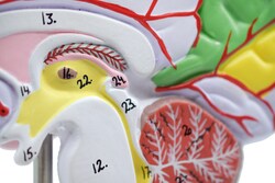 Eisco&trade;&nbsp;Functioning of the Human Brain Model