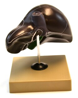 Eisco&trade;&nbsp;Human Liver Model