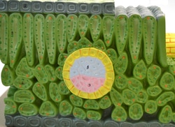 Eisco Plant Dicot Leaf Model Dicot leaf model:Education Supplies, Quantity: