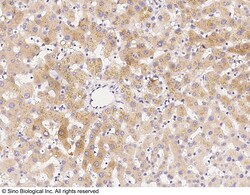 Sino Biological Anti-ANO1 Antibody, Rabbit Polyclonal, Quantity: Each of