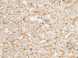 Sino Biological APOE / apolipoprotein E Antibody, Rabbit PAb, Antigen Affinity