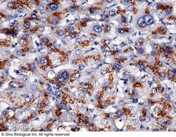 Sino Biological Apolipoprotein H / APOH Antibody, Rabbit MAb 100uL, Quantity: