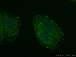 APPL1 Rabbit, anti-Human, CoraLite Plus 488, Polyclonal, Proteintech Quantity: