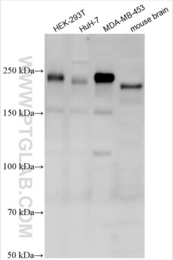 ARHGEF11 Rabbit, anti-Human, Polyclonal, Proteintech Quantity: 20 &mu;L:Antibodies