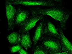 Sino Biological ARL2BP / BART1 Antibody, Rabbit MAb 100µL, Quantity: Each