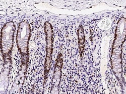 Sino Biological ASF1B Antibody, Rabbit MAb 100µL, Quantity: Each of 1
