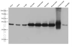 ATP6V0D1 Mouse, anti-Human, Clone: 1G7A12, Proteintech Quantity: 150 &mu;L:Antibodies