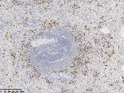Sino Biological Azurocidin / CAP37 / AZU1 Antibody, Rabbit PAb, Antigen