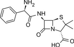 TOKU-E Ampicillin ReadyMade Solution 10 mL | Buy Online | TOKU-E&trade; | Fisher Scientific