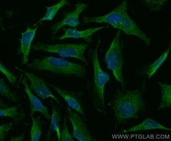 Annexin A11 Rabbit, anti-Human, CoraLite Plus 488, Polyclonal, Proteintech:Antibodies:Primary