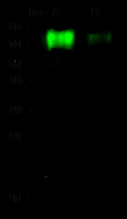 Sino Biological Influenza B (B/Brisbane/60/2008) Hemagglutinin / HA1 Antibody,