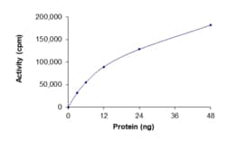 Sino Biological&nbsp;Recombinant Human RNF130 & BRAF Protein (GST Tag), Active