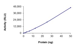 Sino Biological&nbsp;Recombinant Human BTK Protein (Full Length, C481R, His Tag), Active