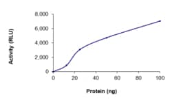 Sino Biological&nbsp;Recombinant Human BubR1/BUB1B Protein (GST Tag), Active