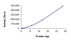 Sino Biological&nbsp;Recombinant Human BRSK2 Protein (Full Length, GST Tag), Active