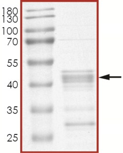 Sino Biological&nbsp;Recombinant Human BAX Protein (Full Length, GST Tag)