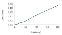 Sino Biological&nbsp;Recombinant Human BRD4 Protein (His Tag), Active