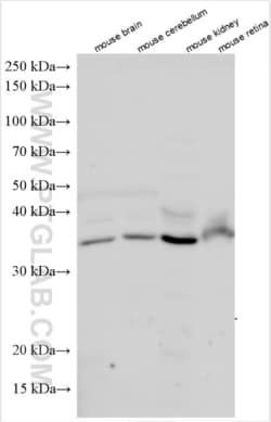 B3GAT2 Rabbit, anti-Mouse, Polyclonal, Proteintech:Antibodies:Primary Antibodies