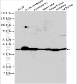 B4GALT4 Rabbit, anti-Human, Polyclonal, Proteintech Quantity: 150 &mu;L:Antibodies