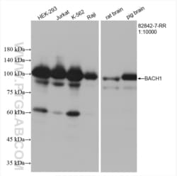 BACH1 Rabbit, anti-Human, Clone: 4K14, Proteintech Quantity: 20 &mu;L:Antibodies