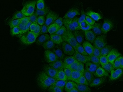 Sino Biological BAG3 Antibody, Rabbit PAb, Antigen Affinity Purified 100µL,