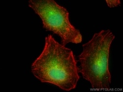 BAHCC1 Rabbit, anti-Human, Polyclonal, Proteintech:Antibodies:Primary Antibodies
