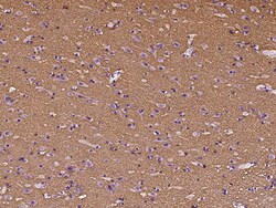 Sino Biological Anti-Brain acid soluble protein 1/BASP1 Antibody, Rabbit