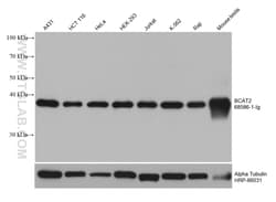 BCAT2 Mouse, anti-Human, Clone: 1A5A5, Proteintech:Antibodies:Primary Antibodies