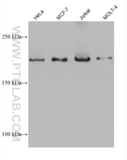 BCOR Mouse, anti-Human, Clone: 1F12H6, Proteintech Quantity: 20 &mu;L:Antibodies