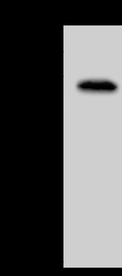Sino Biological beta Tubulin / TUBB Antibody, Rabbit PAb, Antigen Affinity