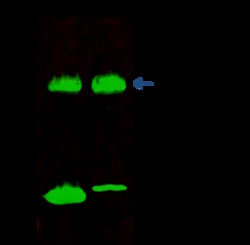 Sino Biological BID Antibody, Rabbit PAb, Antigen Affinity Purified 100µL,
