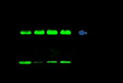 Sino Biological BLVRB / biliverdin reductase B Antibody, Rabbit PAb, Antigen