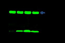 Sino Biological Recombinant Anti-BLVRB Antibody, Rabbit Monoclonal, Quantity: