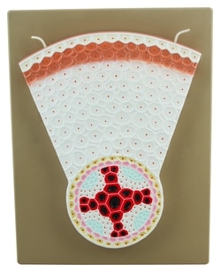 Eisco™ Model of Dicot Root, Hand Painted Transverse Section