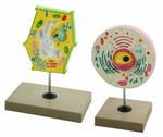 Eisco™ Plant and Animal Cell Comparison Model