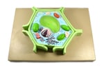Eisco™ Model Plant Cell, in a single piece