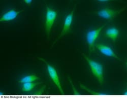 Sino Biological Anti-BMP-2 Antibody, Mouse Monoclonal, Quantity: Each of