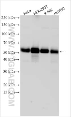 BORG5/CDC42EP1 Rabbit, anti-Human, Polyclonal, Proteintech Quantity: 20