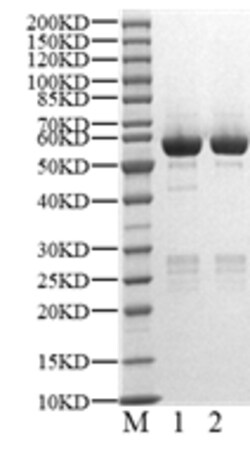 BIORTUS USA INC&nbsp;Human GAK Protein, 100UG