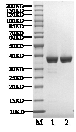 BIORTUS USA INC&nbsp;Human USP7 Protein, 100UG