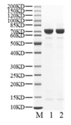 BIORTUS USA INC&nbsp;Human Menin Protein, no tag, 100UG