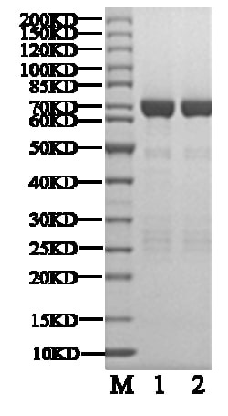 BIORTUS USA INC&nbsp;Human EPHA2 Protein, 100UG