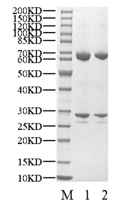 BIORTUS USA INC&nbsp;Human CDK13/CyclinT1 Protein, 100UG
