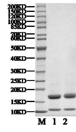 BIORTUS USA INC&nbsp;Human VHL/EloB/EloC Protein, biotinylated, 100UG