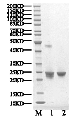 BIORTUS USA INC&nbsp;Human KRAS4B Protein, biotinylated/GDP_loaded, 100UG
