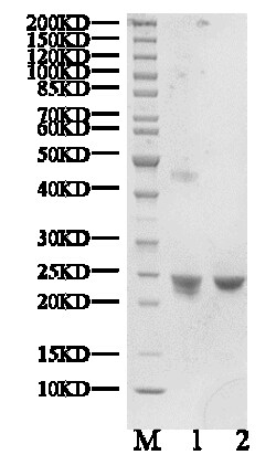 BIORTUS USA INC&nbsp;Human KRAS4B Protein,  biotinylated/GMPPNP_loaded, 100UG