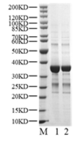 BIORTUS USA INC&nbsp;Human CDK4 Protein, 100UG