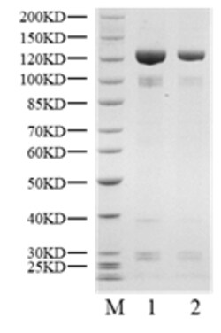BIORTUS USA INC&nbsp;Human USP10 Protein, 100UG