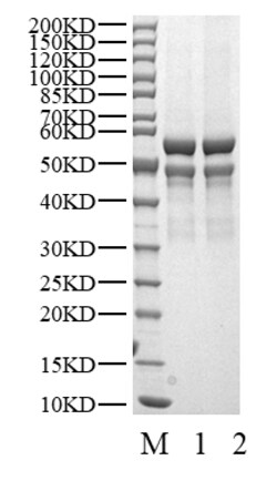 BIORTUS USA INC&nbsp;Human CDK3/CyclinE2 Protein, 100UG